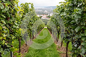 Green red grape valley farm growing summer harvest agriculture