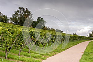 Green red grape valley farm growing summer harvest agriculture