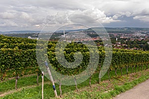 Green red grape valley farm growing summer harvest agriculture