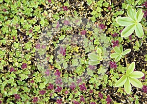 Green and red groundcover