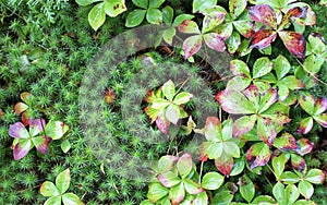 Green and red groundcover