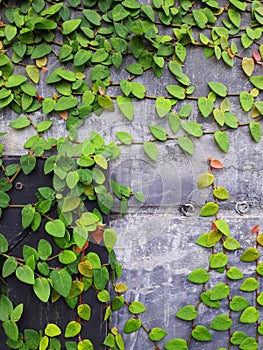 Green and red ivy on old cement wall and door