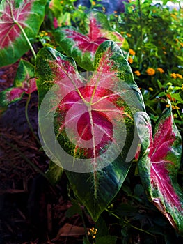 Green and Red Large Leaf with Yellow Flowers in the Background