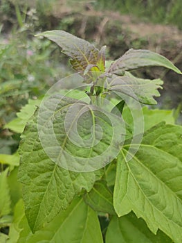 green and red late boneset in the wild life