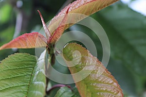 green and red leaf