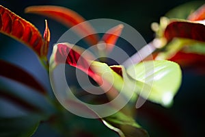 Green red leaf with blured background