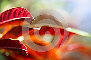 Green red leaf with blured background