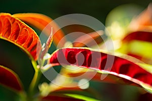 Green red leaf with blured background