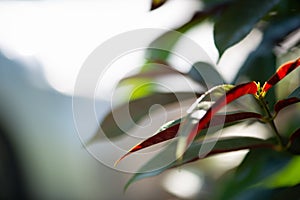 Green red leaf with blured background