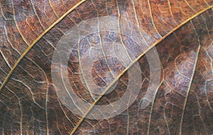 Green red leaf closeup. Autumn leaf texture macro photo. Yellow leaf vein pattern.