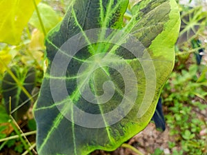 Green and red leaf of decorative plant on home garden store, when spring time and they are growing then blooming.