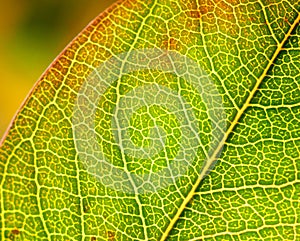 Green and red leaf macro structure