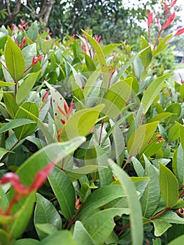 Green and red leaves background