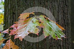 Colorato moribondo foglie autunno 