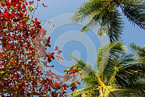 Green and red leaves and palm trees on blue sky background. Colorful tree foliage. Autumn nature. Summer tropical garden.