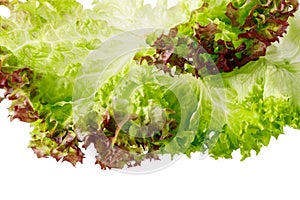 Green and red lettuce salad leaves closeup isolated on white background