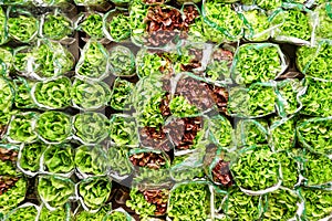 Green and red lettuce salad on a shop display. Healthy eating