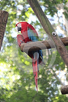 A Green and Red Macaw in a zoo park photo