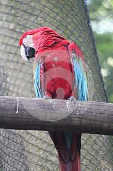Green and Red Macaw in a zoo park photo