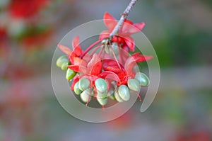 Green and Red Mickey MOuse Plant Seeds