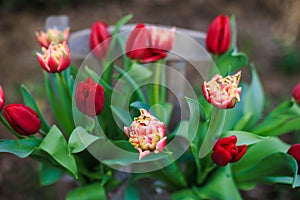 Green, red, nature, love, all arranged in a beautiful colourful bouquet.