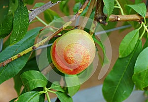 Green and red nectarine `Fantasia` fruit on the tree photo