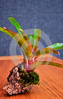 Green-red neoregelia planted in the tree bark