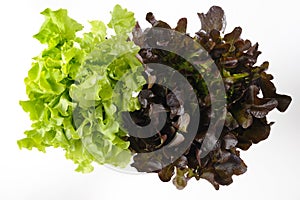 Green and red oak lettuce