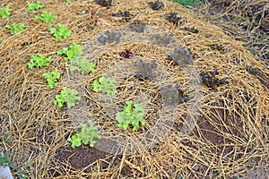 Green and Red oak Lettuce plant in farm