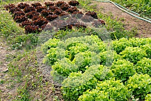 green red oak lettuce plant growing in farm. vegatable plantation  in garden