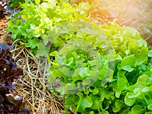 Green and red oak lettuce vegetable plant in farm