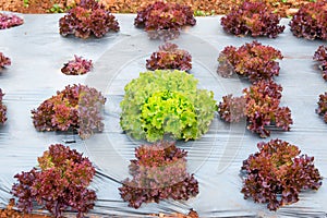 Green and red oak Vegetables Growing In The Farm