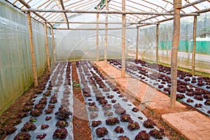 Green and red oak Vegetables Growing In The Farm