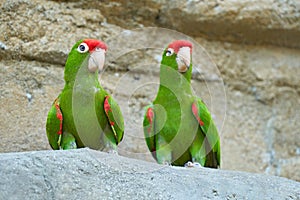 Green and red parrot. Cordilleran parakeet, long-tailed South American species of parrot. It is found from western Ecuador to