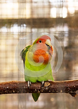 A green and red parrot sits in a cage and looks into the camera. Agapornis roseicollis Viellot, Psittacidae