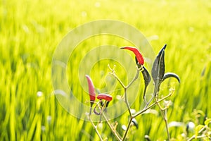 Green and red peppers on the tree Background blurry  rice in the field