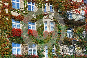 Green and red plants grow on the walls of buildings