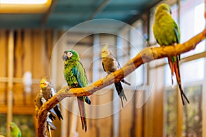 Green and red Psittacidae of macaws parrot family, sitting on a perch photo