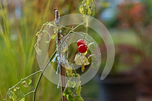 Green and red ripe cherry tomatoes on a vine close up shot sunset light shallow depth of field