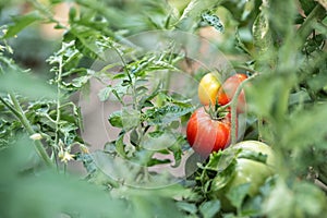 Green and red ripe tomatoes growing on branch vine at house yard or greenhouse. Homegrown heirloom organic natural