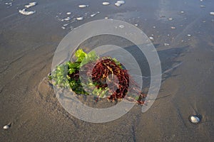 Green and red seaweed have been thrown onto the beach by the waves close up