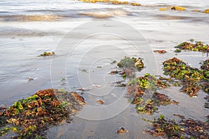 Green and red seaweed were thrown onto the beach by the waves close up