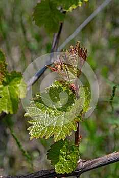 Green red sprouts of young branches of grapevine at vineyard in springtime. Tiny grape leaves closeup on blurred background.