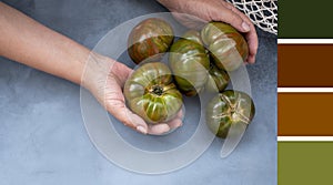 a green-red striped tomato in a woman& x27;s hand. Mock up on grey background, concept a variety of healthy food