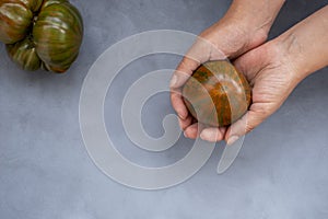 a green-red striped tomato in a woman& x27;s hand. Mock up on grey background, concept a variety of healthy food