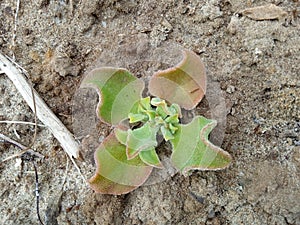 Green Red Succulent with Four Big Leaves on a Sandy Beach in California
