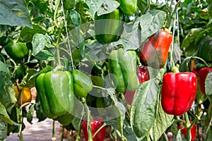 Green and Red Sweet pepper Tree in garden, Bell peppers on tree