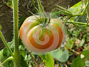 Green red tomato in garden with green leafs