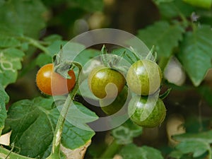 Green, red tomato and leaves on blurred background