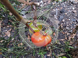 Green and red tomatoes in garden photo